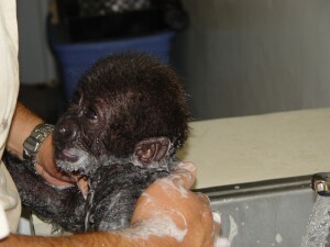 Baby Western Lowland Gorilla - Bangori gets a bath